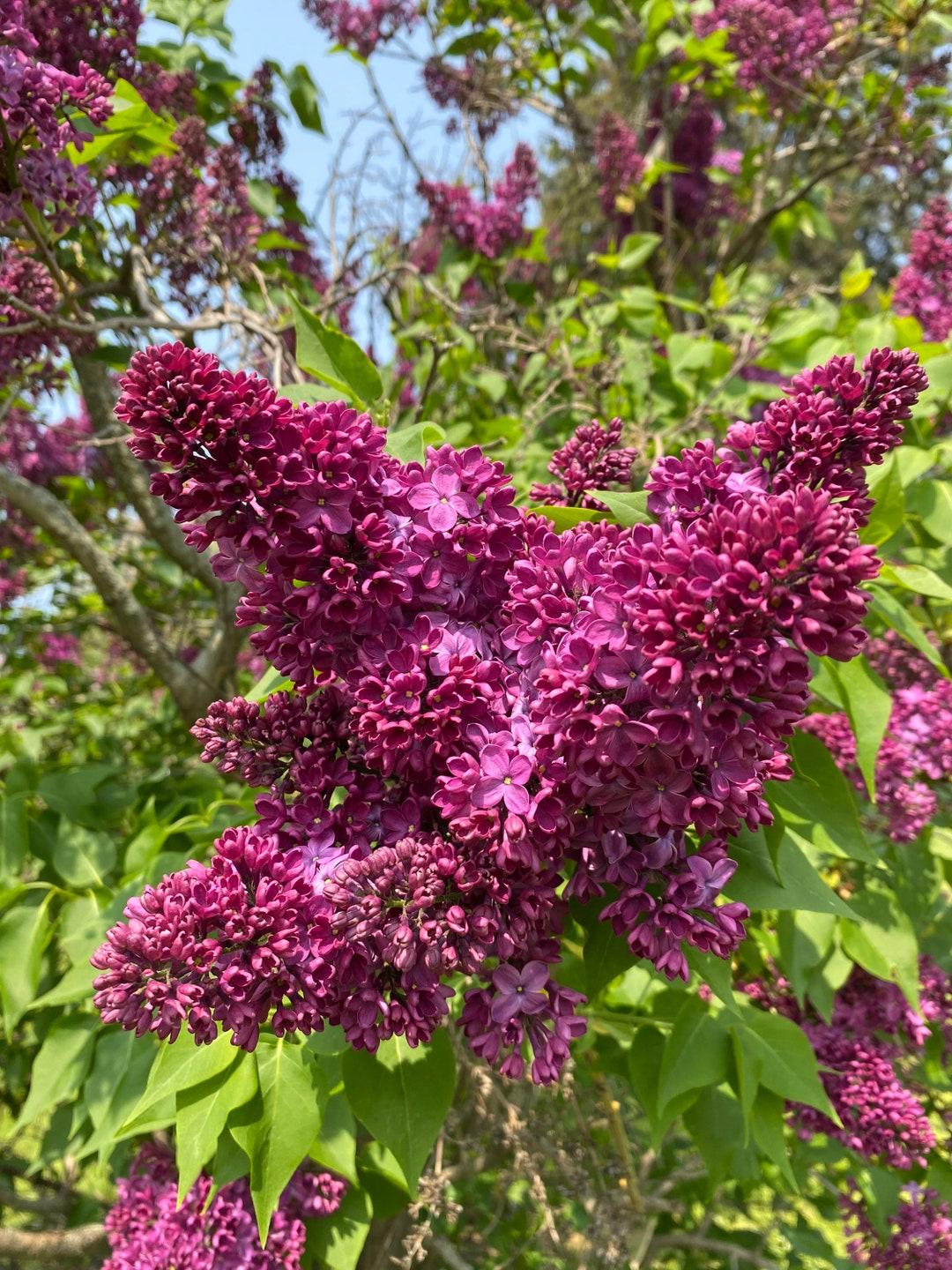 Syringa Vulgaris Monge - View 5 from www redcrocus com