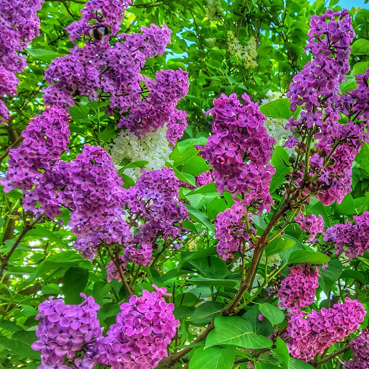Syringa Vulgaris Monge - View 6 from www redcrocus com