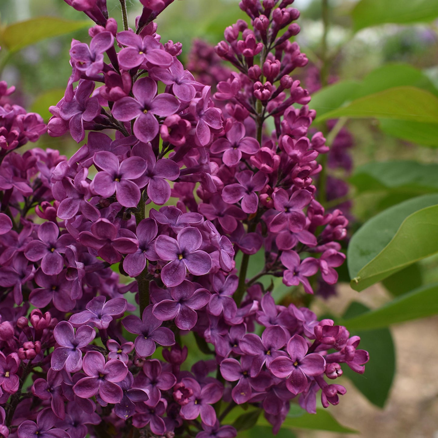 Syringa Vulgaris Monge - View 7 from www redcrocus com