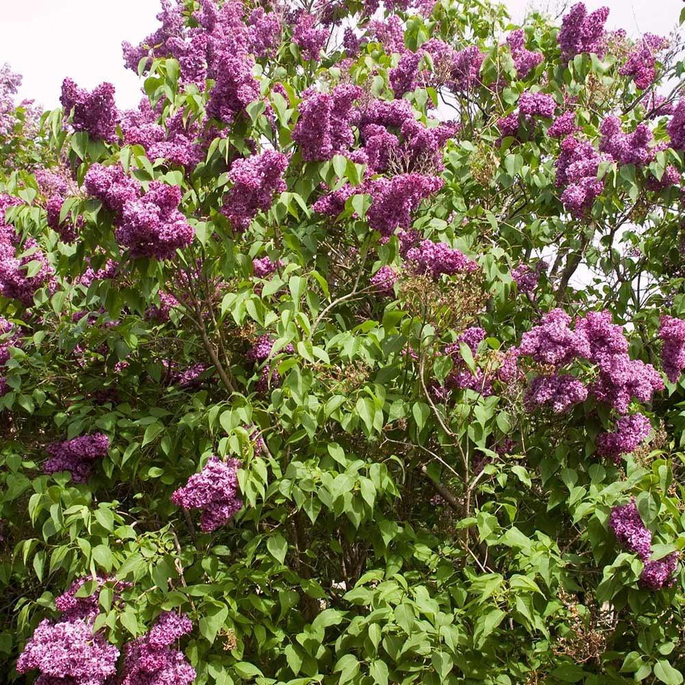 Syringa Vulgaris Monge - View 9 from www redcrocus com