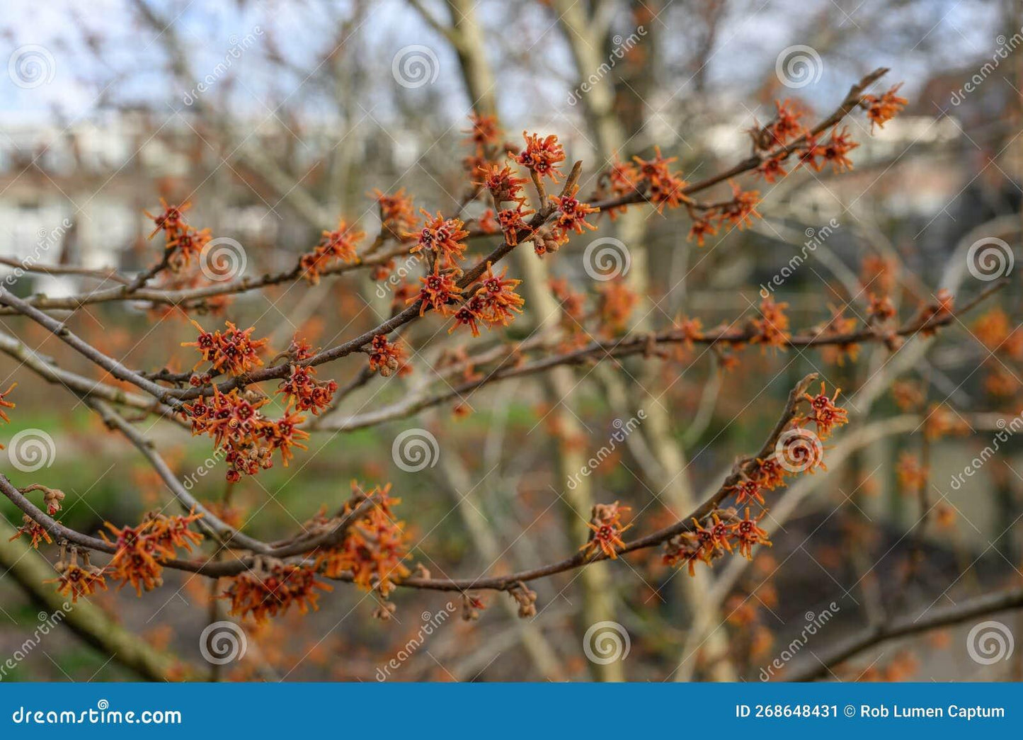 Hamamelis Vernalis - View 19 from www redcrocus com