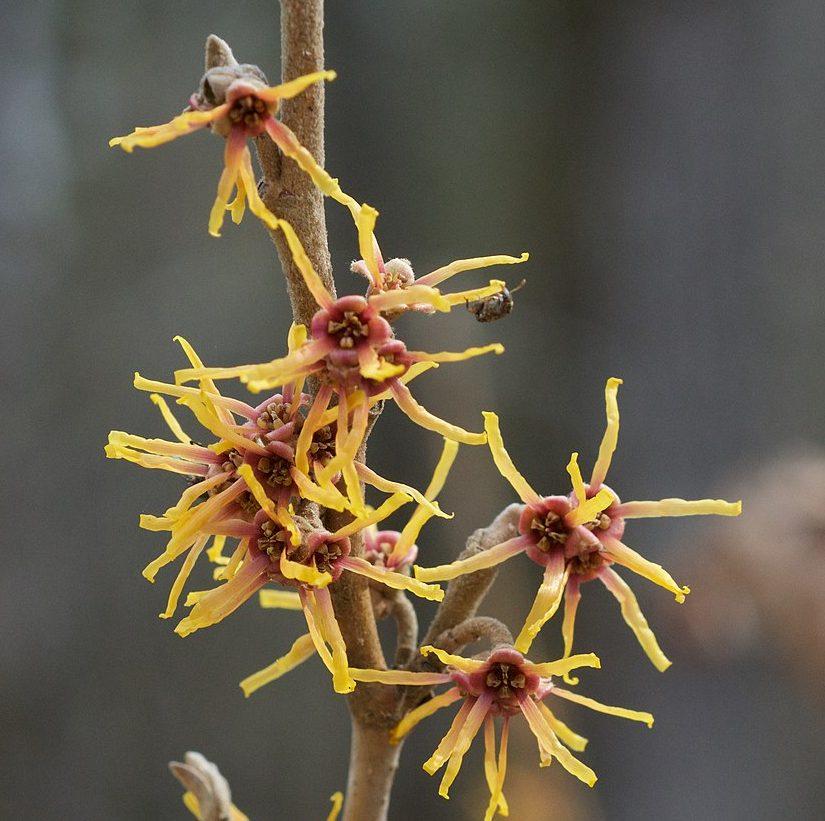Hamamelis Vernalis - View 1 from www redcrocus com