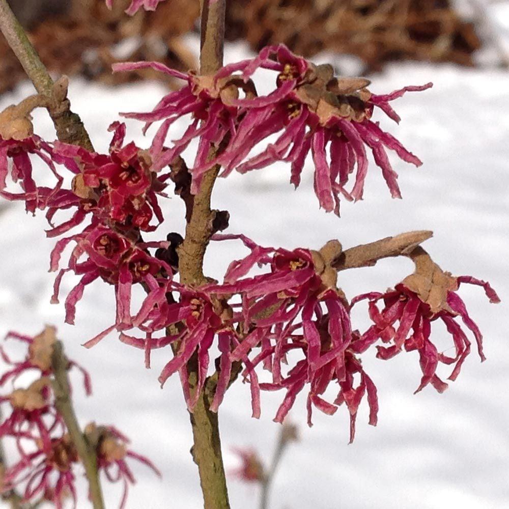 Hamamelis Vernalis - View 2 from www redcrocus com