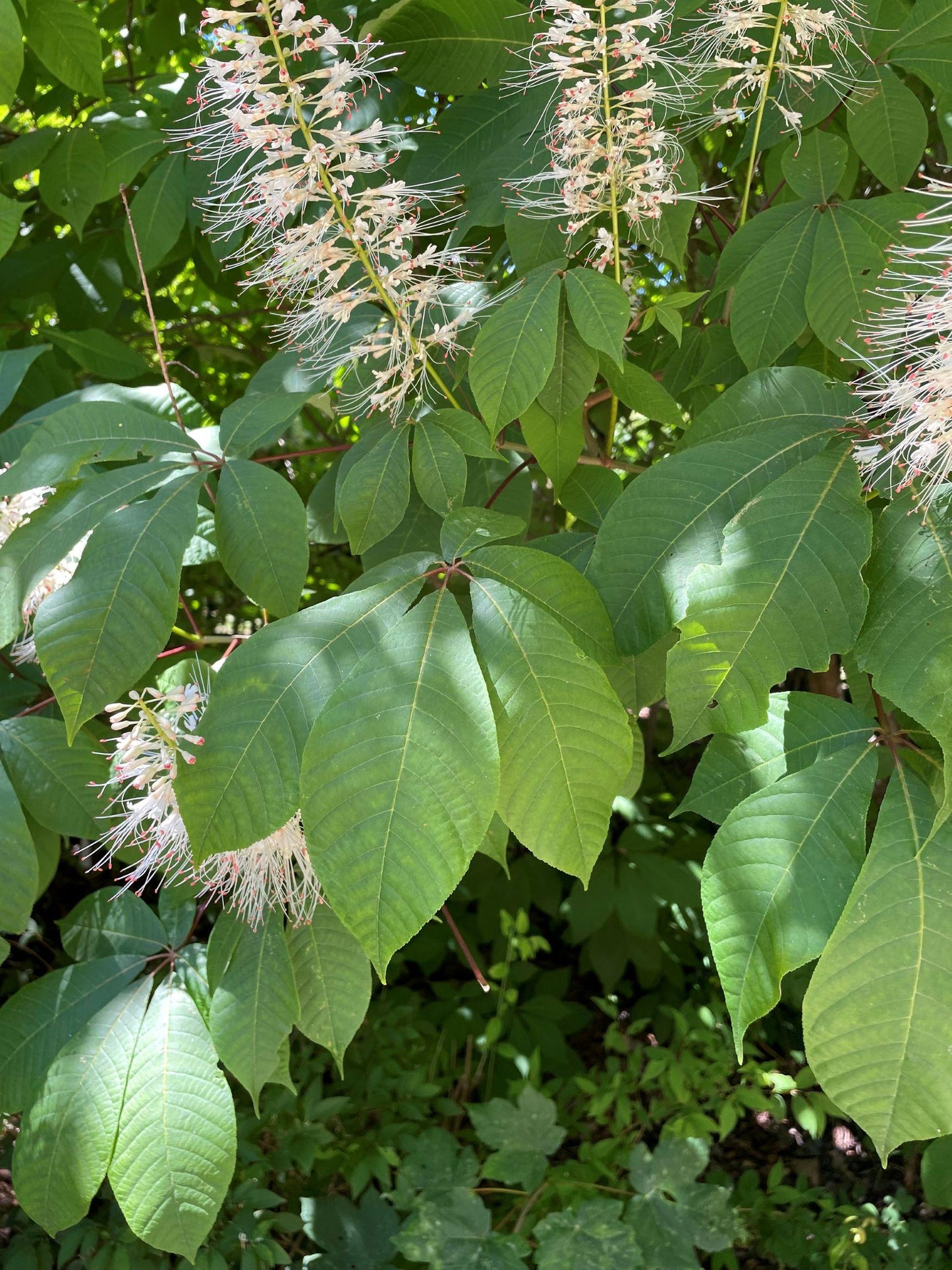 Aesculus Parviflora - View 13 from www redcrocus com