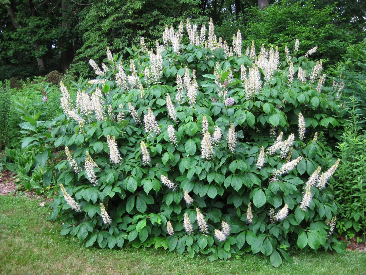 Aesculus Parviflora - View 16 from www redcrocus com