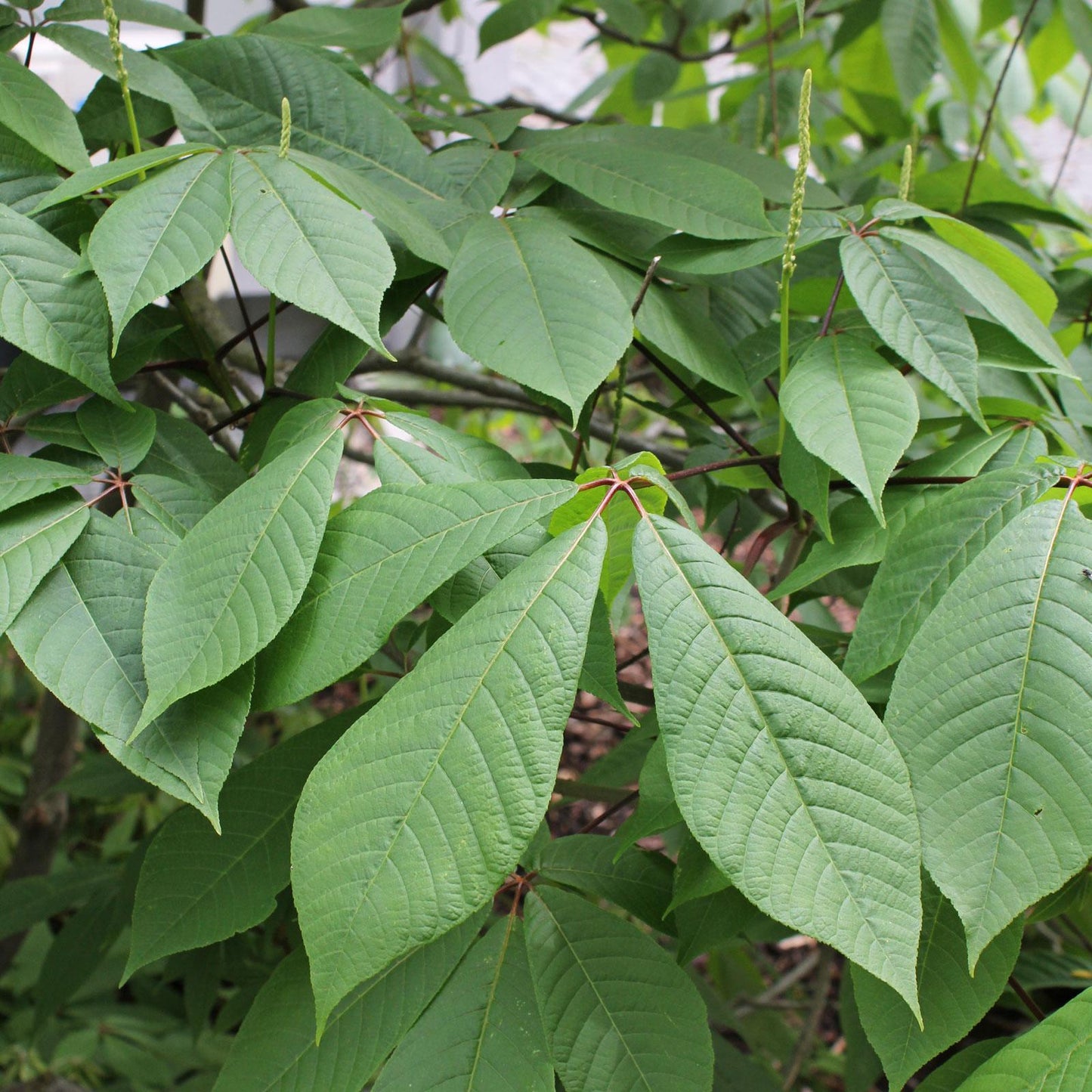 Aesculus Parviflora - View 17 from www redcrocus com