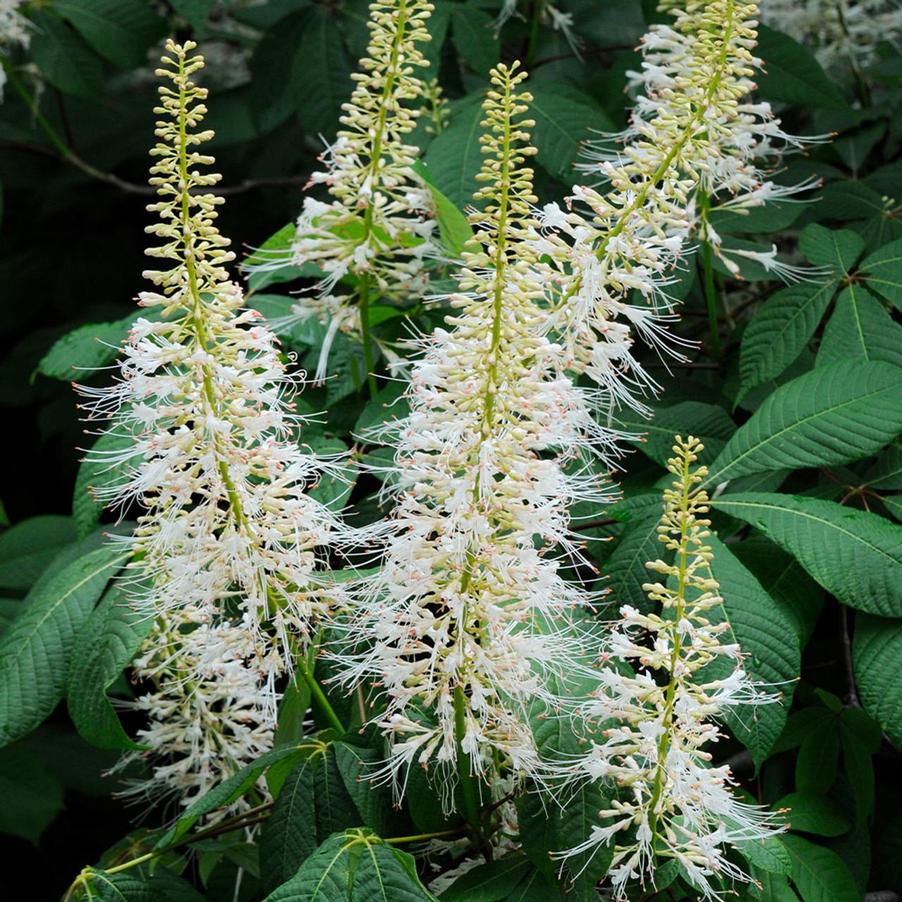 Aesculus Parviflora - View 18 from www redcrocus com