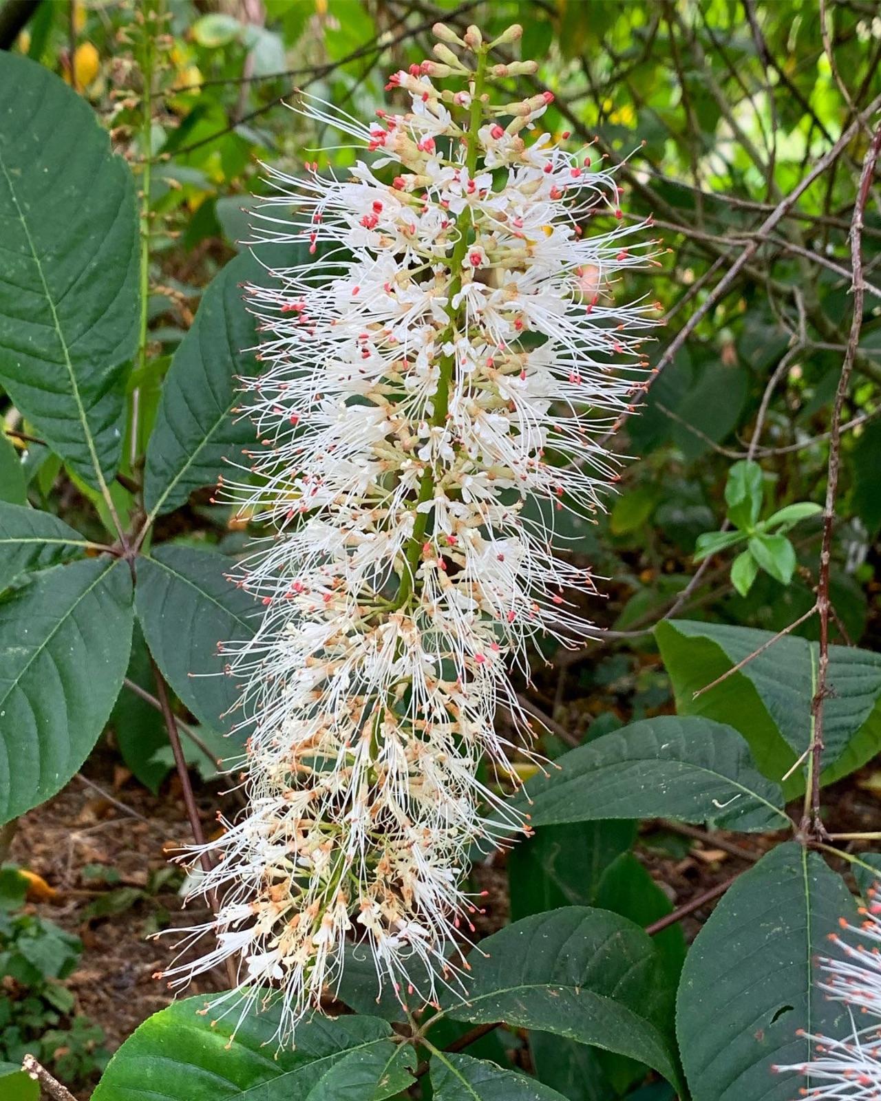 Aesculus Parviflora - View 21 from www redcrocus com