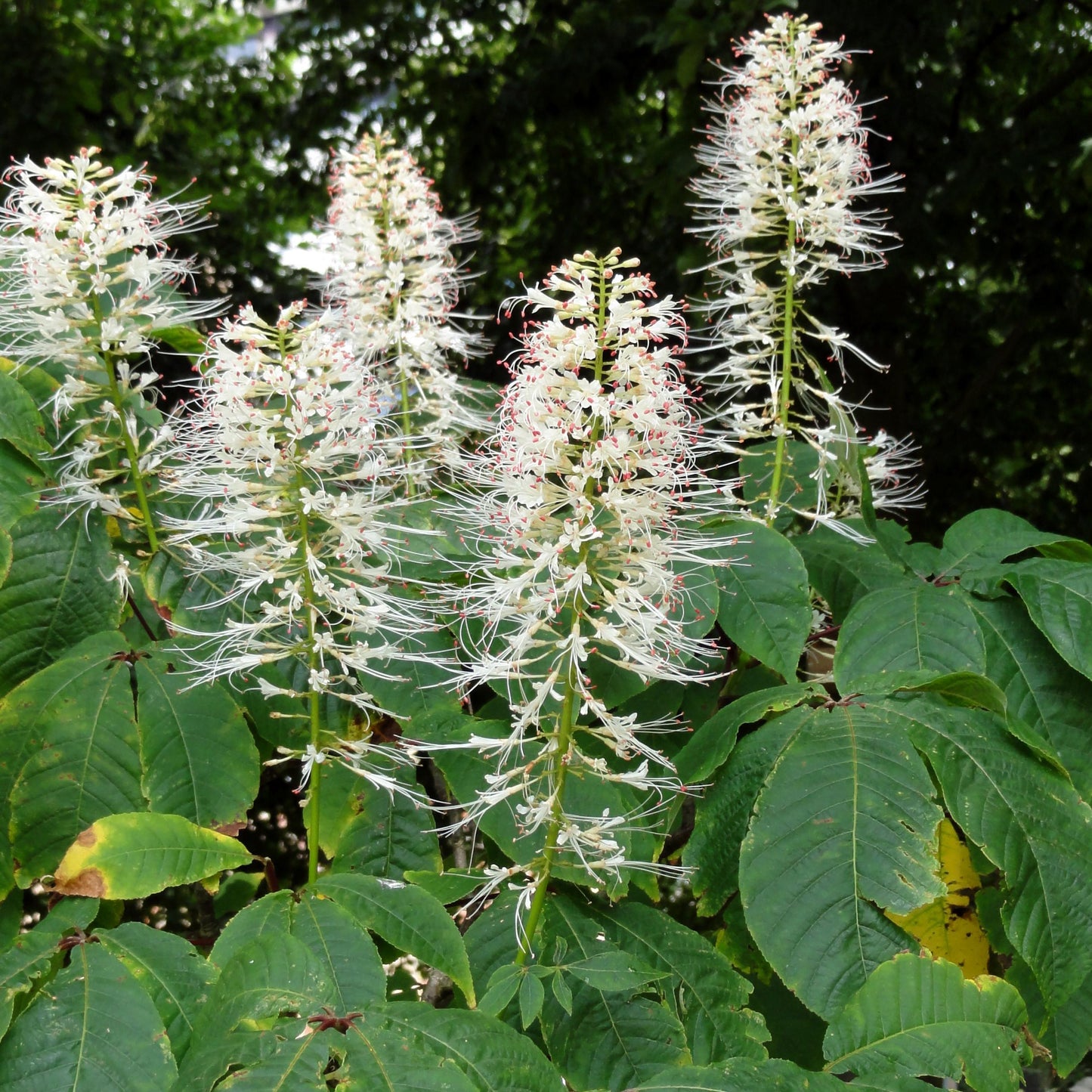 Aesculus Parviflora - View 22 from www redcrocus com
