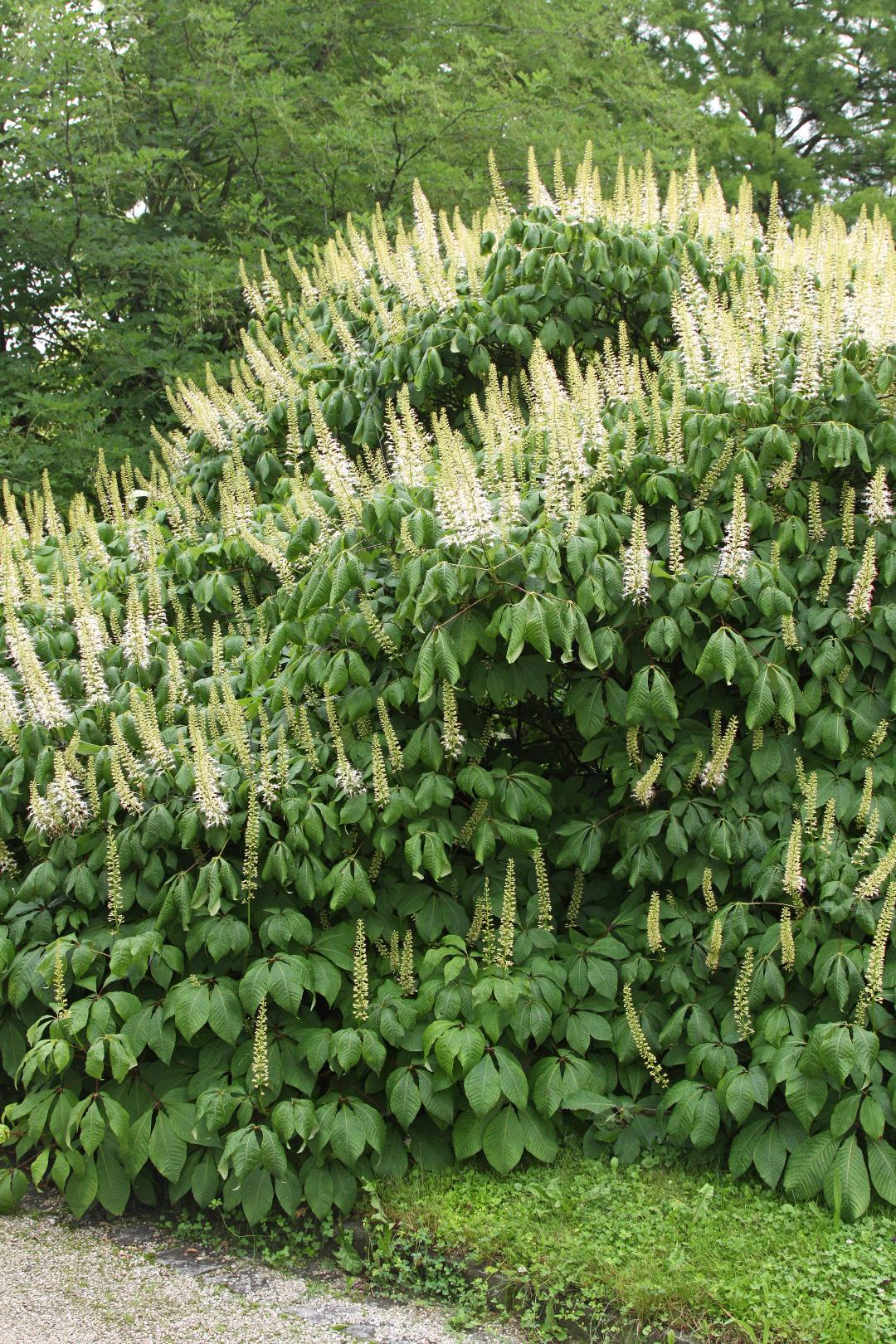 Aesculus Parviflora - View 23 from www redcrocus com