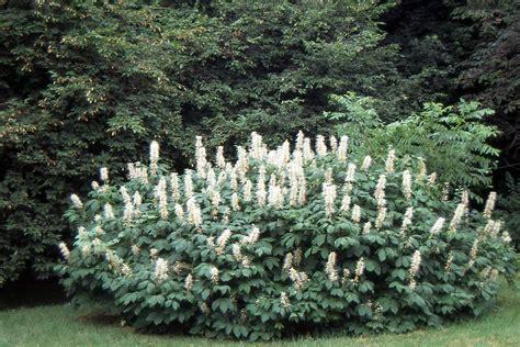 Aesculus Parviflora - View 4 from www redcrocus com