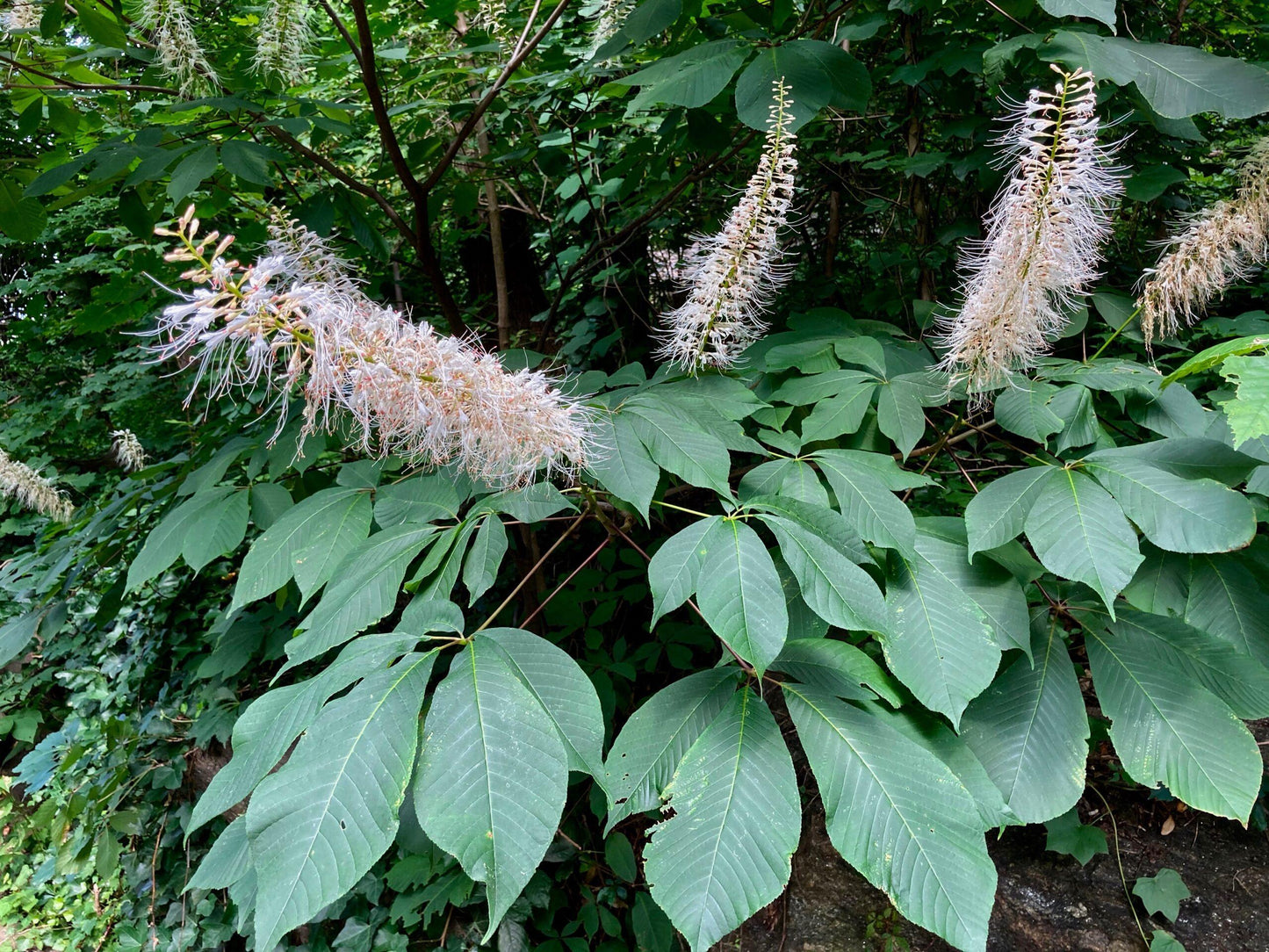 Aesculus Parviflora - View 5 from www redcrocus com
