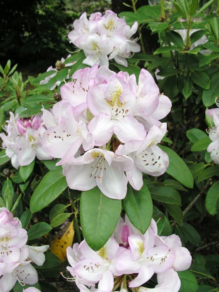 Rhododendron Gomer Waterer - View 13 from www redcrocus com