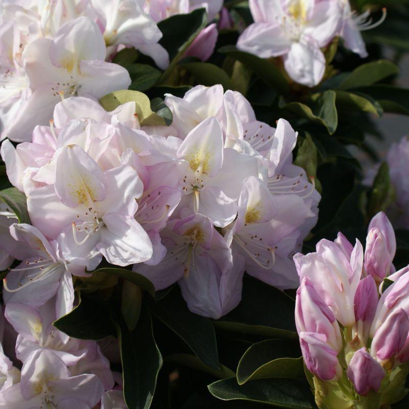 Rhododendron Gomer Waterer - View 19 from www redcrocus com