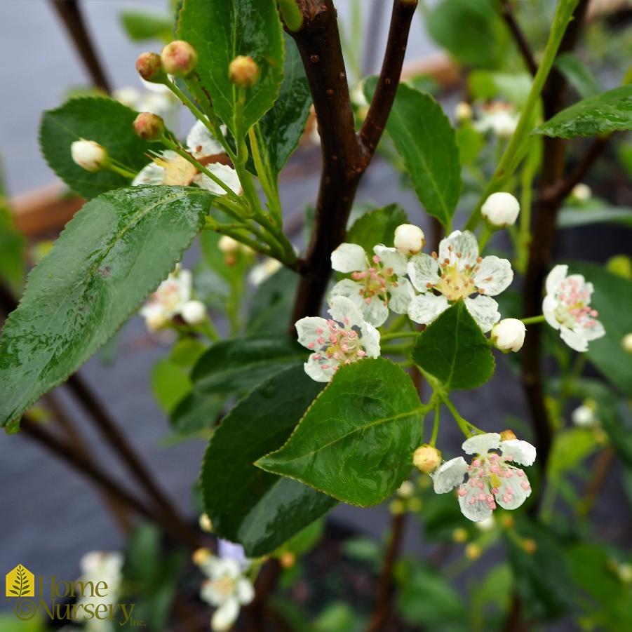Aronia Arbutifolia Brilliantissima - View 19 from www redcrocus com