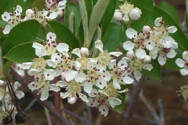 Aronia Arbutifolia Brilliantissima - View 6 from www redcrocus com