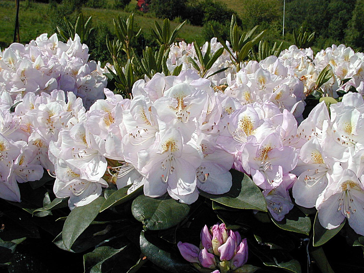 Rhododendron Gomer Waterer - View 13 from www redcrocus com