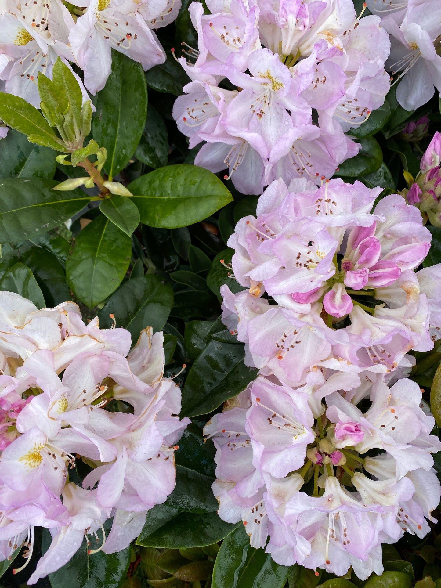 Rhododendron Gomer Waterer - View 15 from www redcrocus com