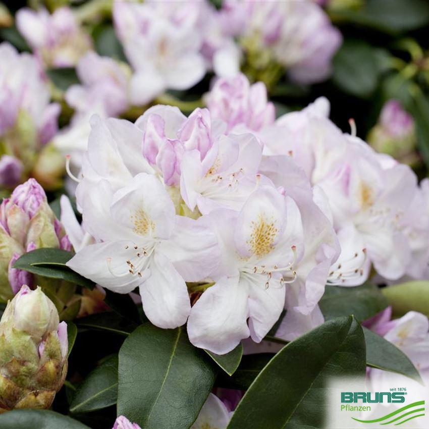 Rhododendron Gomer Waterer - View 16 from www redcrocus com