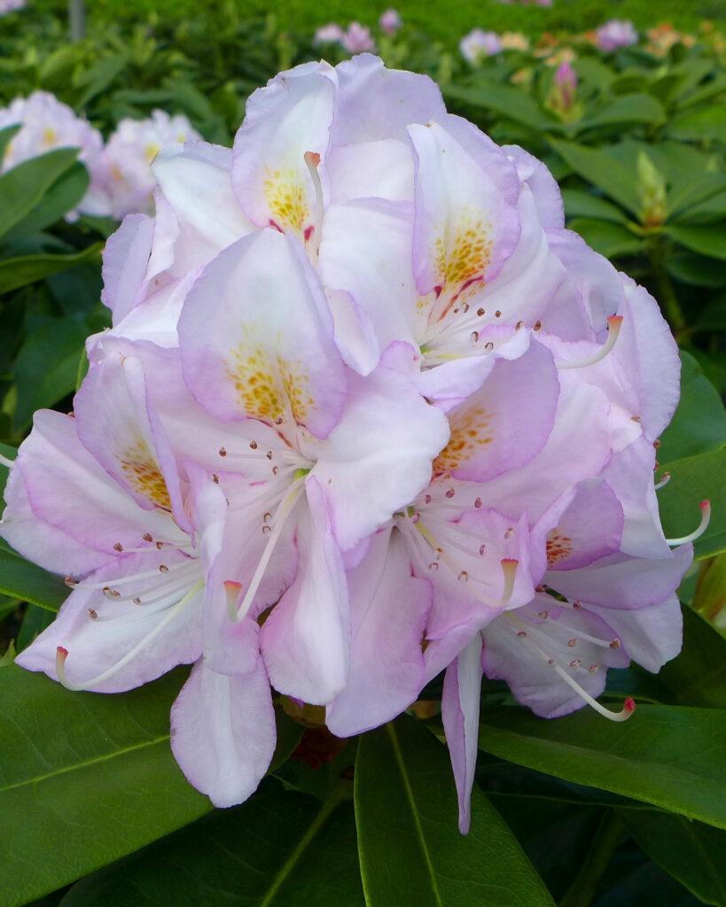 Rhododendron Gomer Waterer - View 17 from www redcrocus com