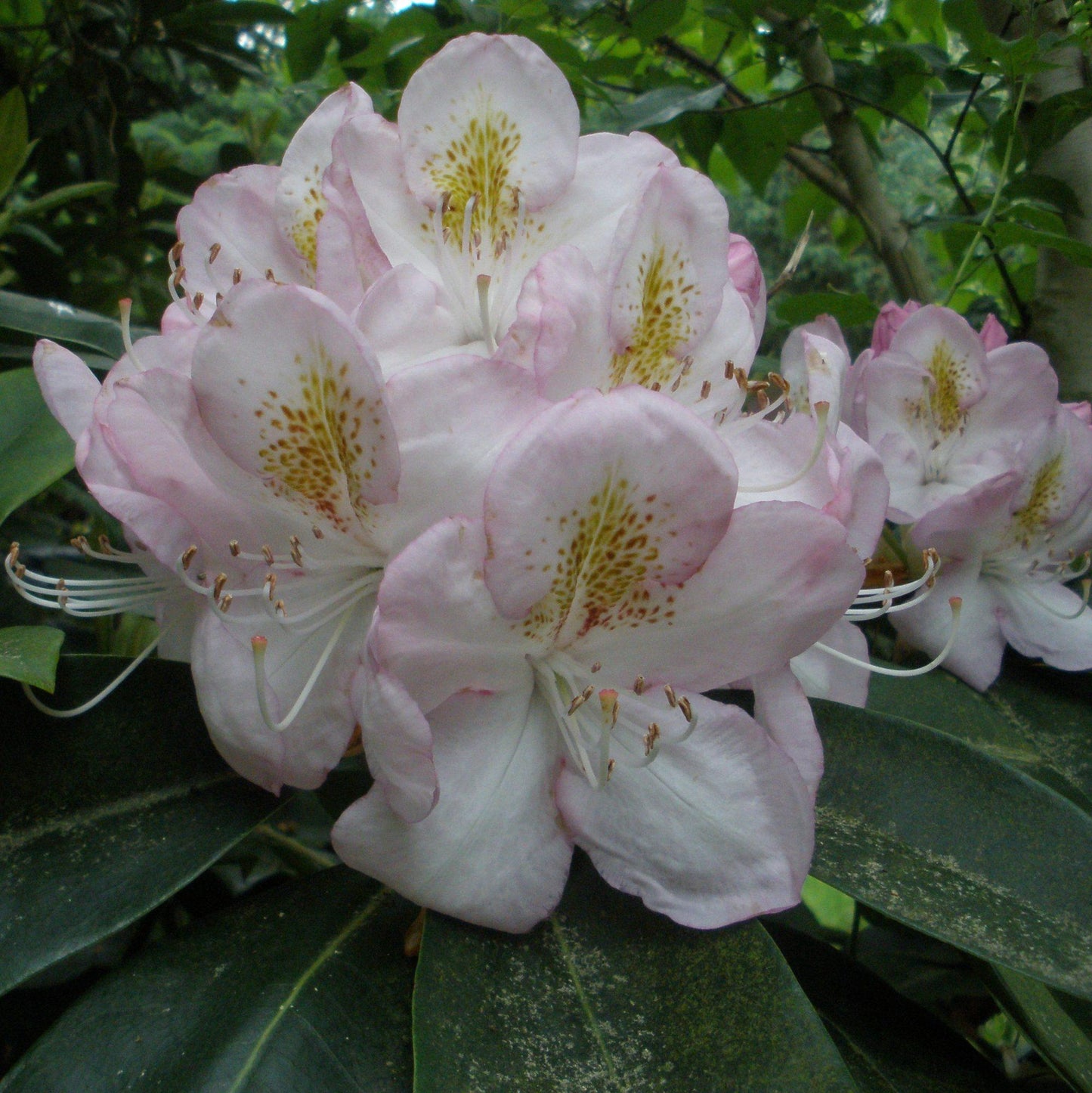 Rhododendron Gomer Waterer - View 2 from www redcrocus com