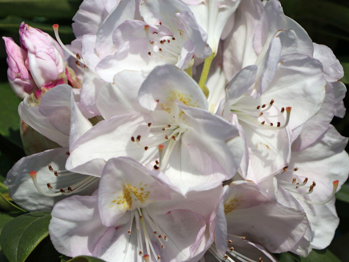 Rhododendron Gomer Waterer - View 3 from www redcrocus com