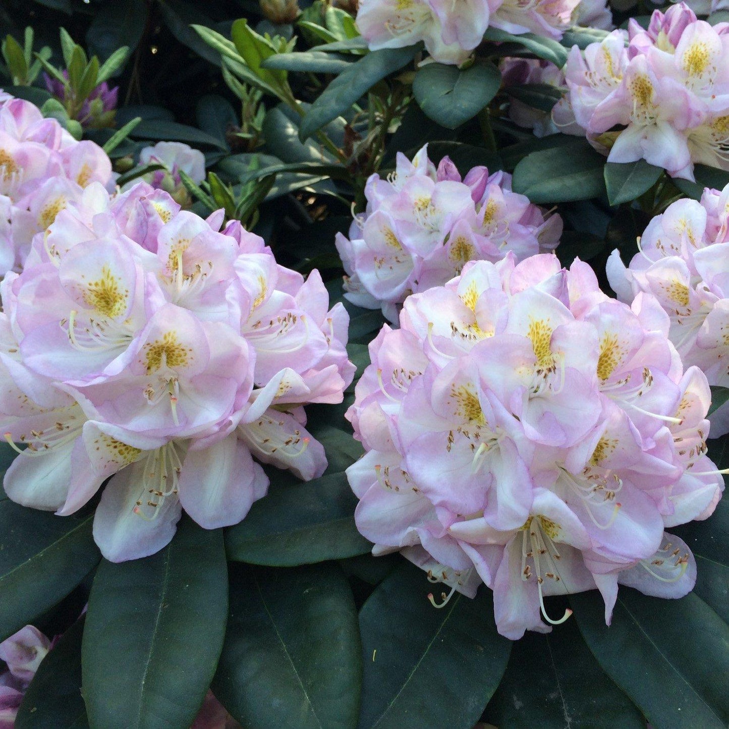 Rhododendron Gomer Waterer - View 4 from www redcrocus com