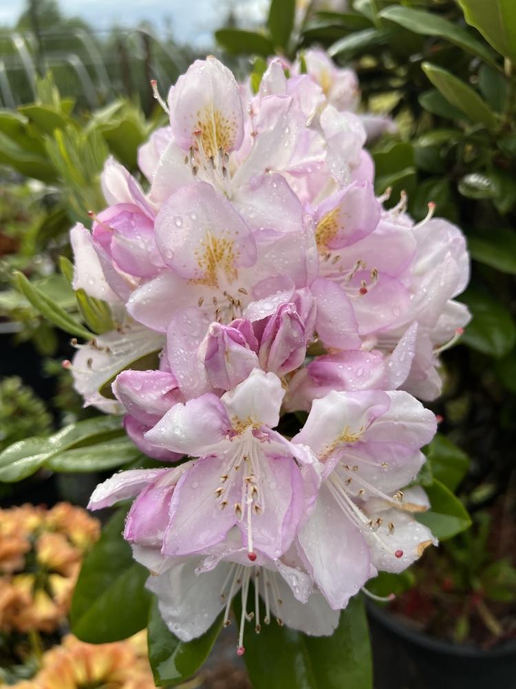 Rhododendron Gomer Waterer - View 5 from www redcrocus com