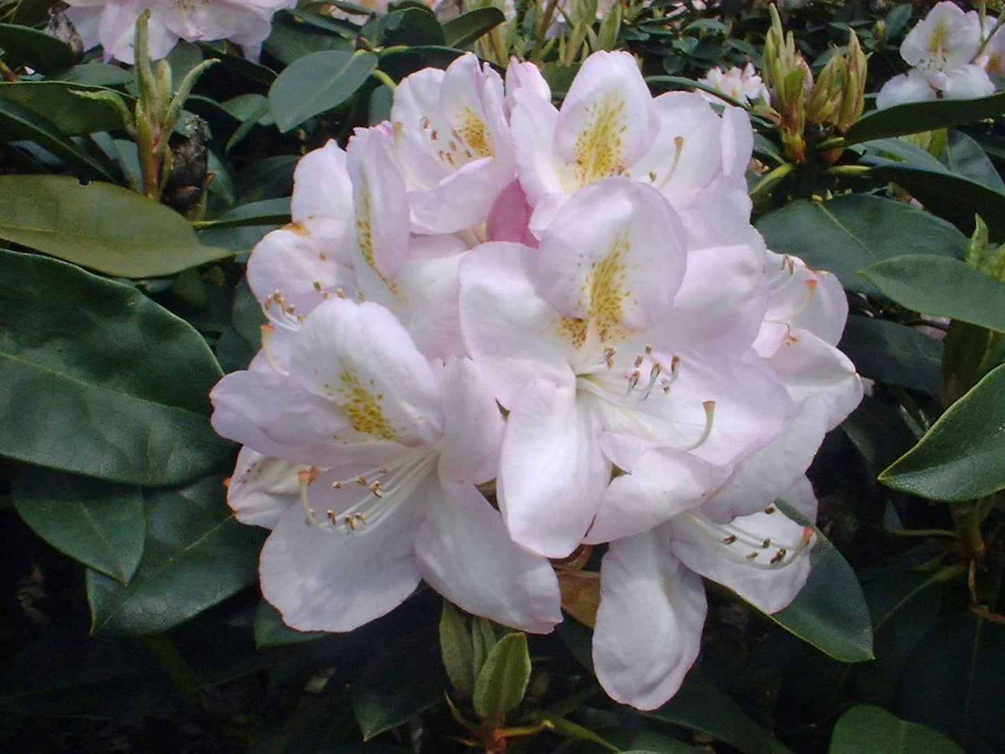 Rhododendron Gomer Waterer - View 6 from www redcrocus com