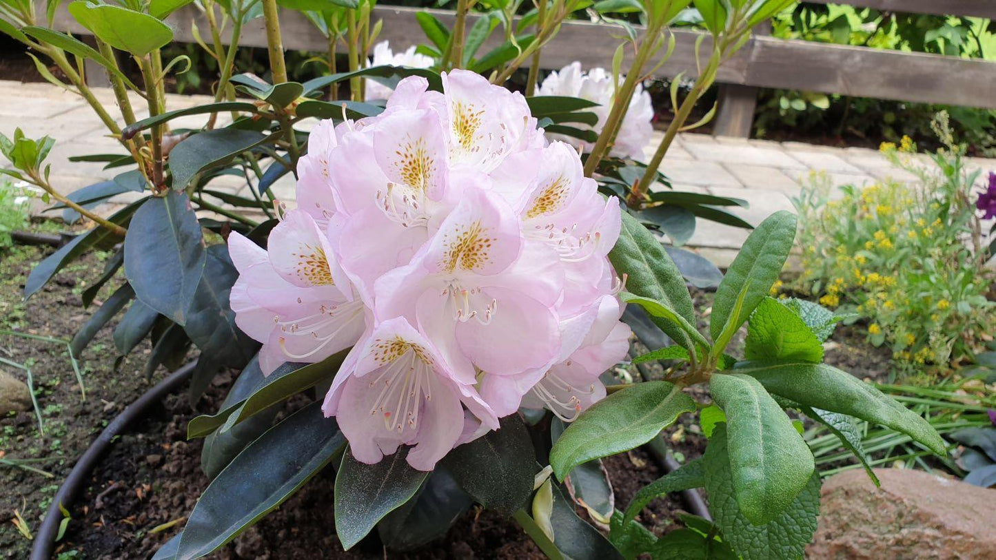 Rhododendron Gomer Waterer - View 7 from www redcrocus com