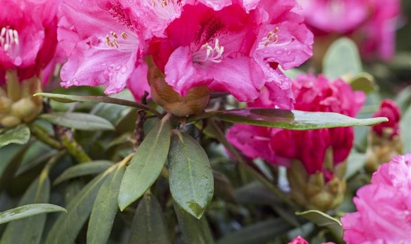 Rhododendron Rocket - View 11 from www redcrocus com