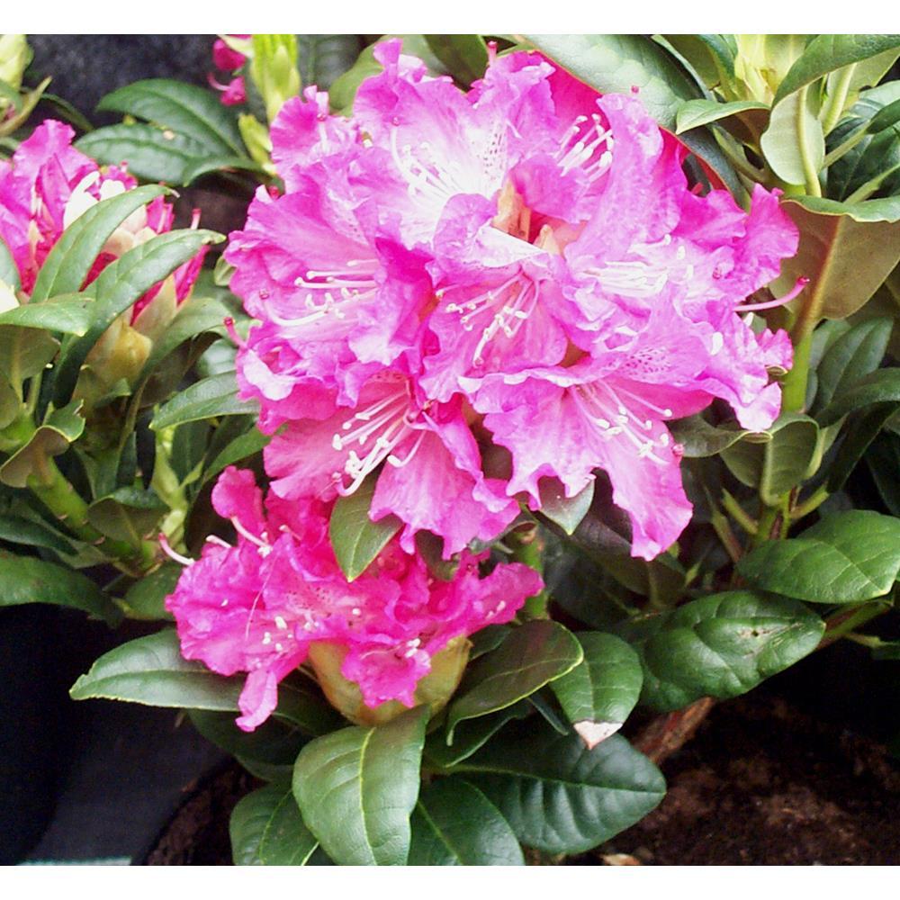 Rhododendron Rocket - View 13 from www redcrocus com