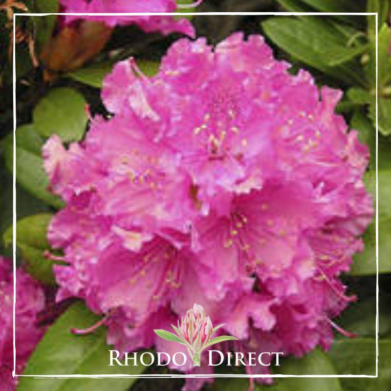 Rhododendron Rocket - View 14 from www redcrocus com