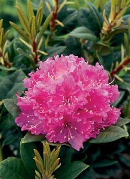 Rhododendron Rocket - View 15 from www redcrocus com