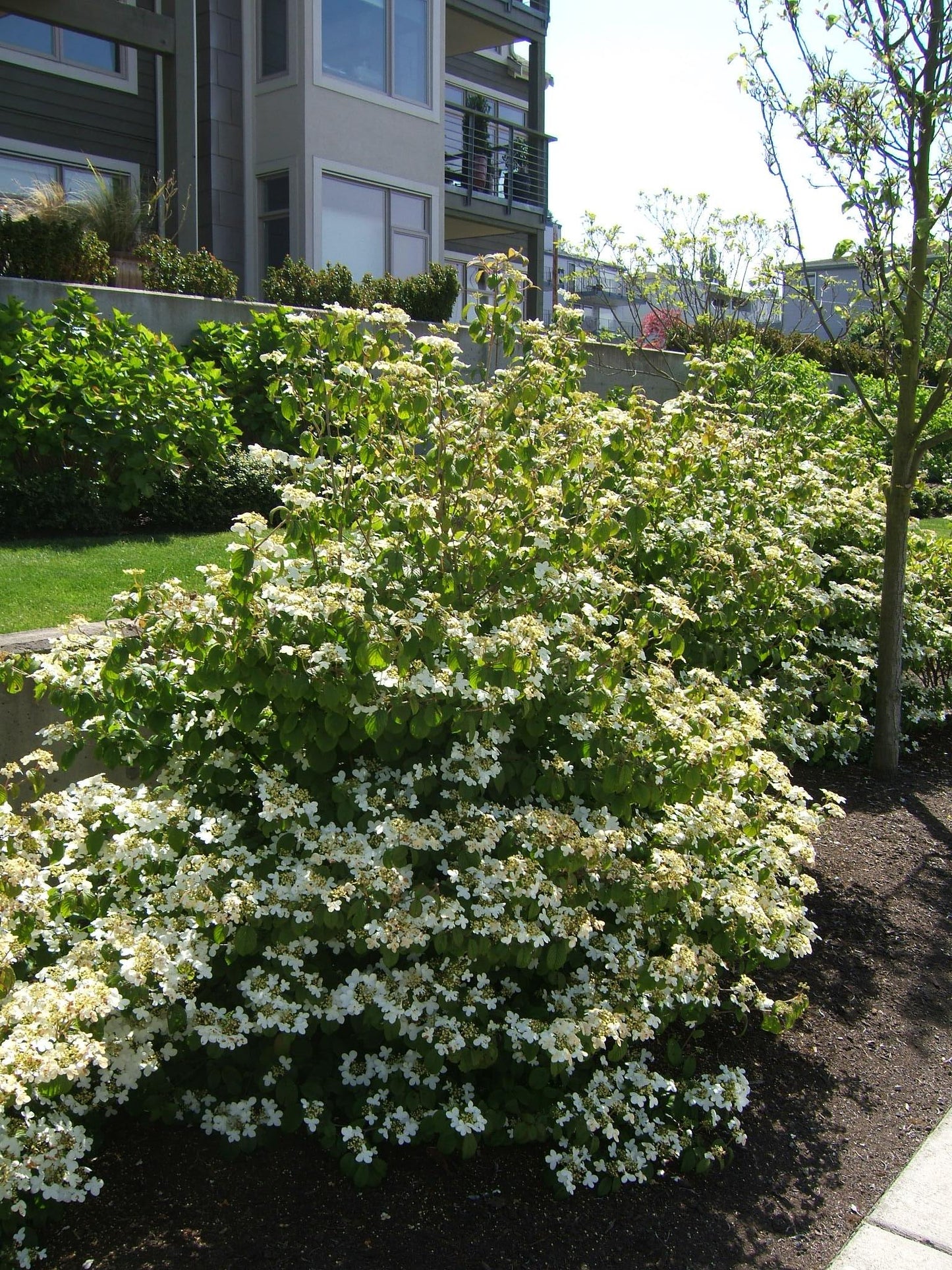 Viburnum Plicatum Var Tomentosum 'summer Snowflake' - View 1 from www redcrocus com