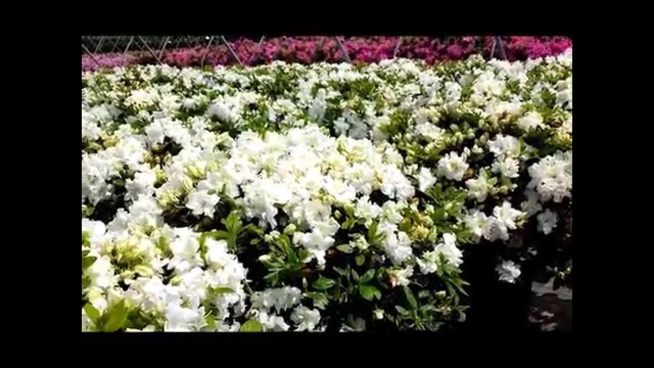 Azalea Helen Curtis - View 18 from www redcrocus com
