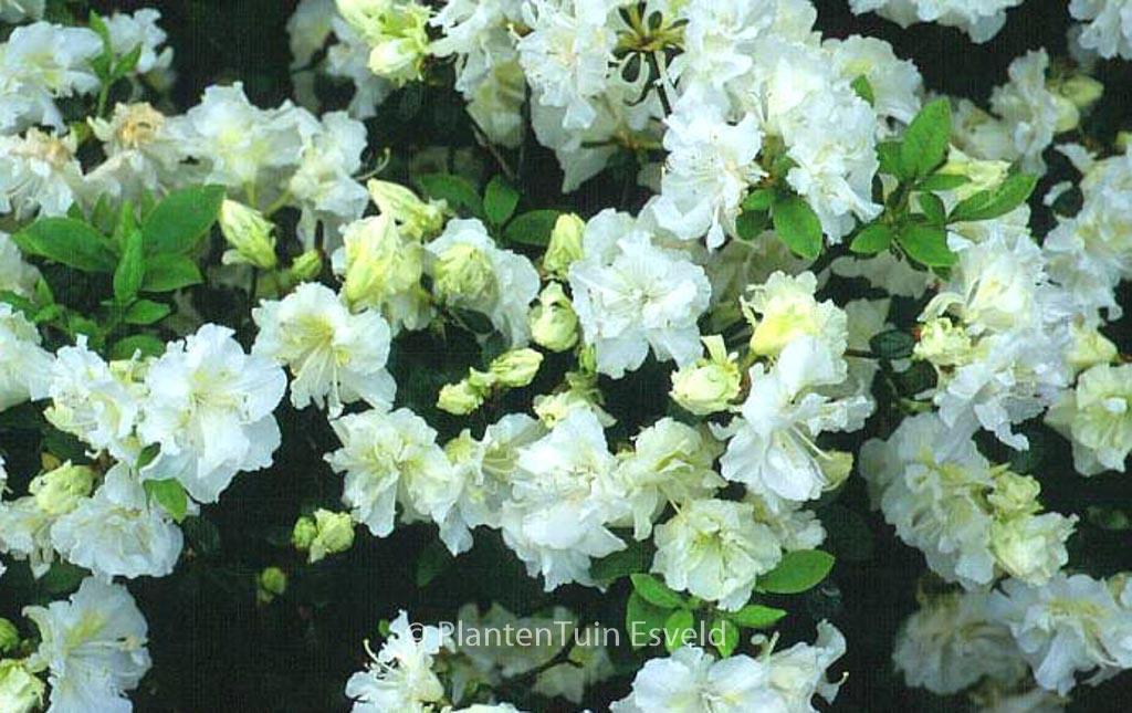Azalea Helen Curtis - View 9 from www redcrocus com