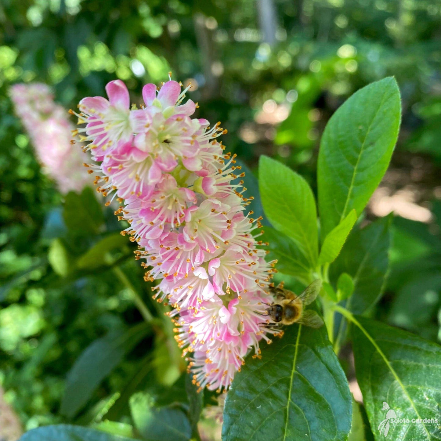 Clethra Alnifolia Ruby Spice - View 4 from www redcrocus com