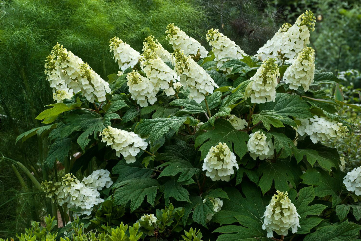 Hydrangea Quercifolia - View 11 from www redcrocus com