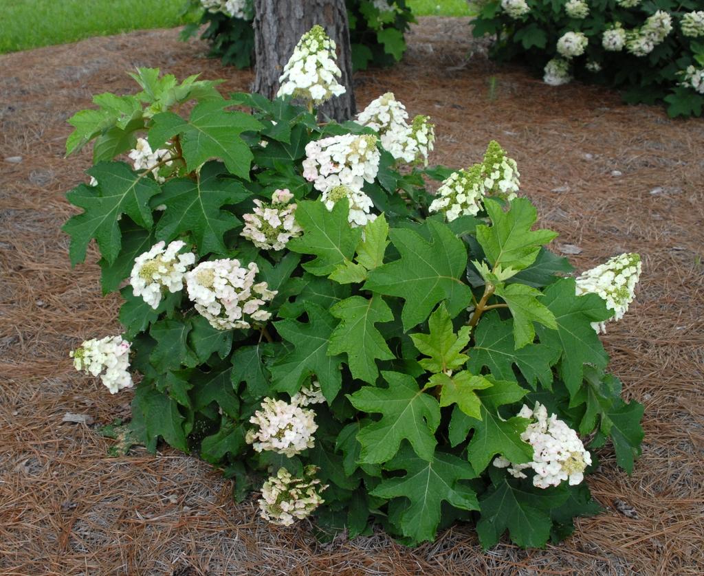 Hydrangea Quercifolia - View 13 from www redcrocus com