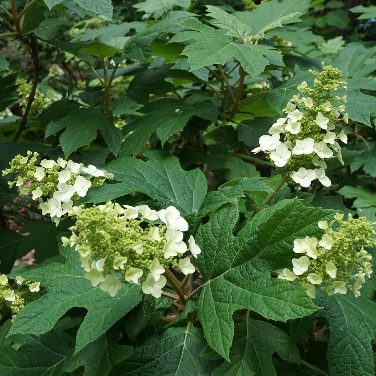 Hydrangea Quercifolia - View 14 from www redcrocus com
