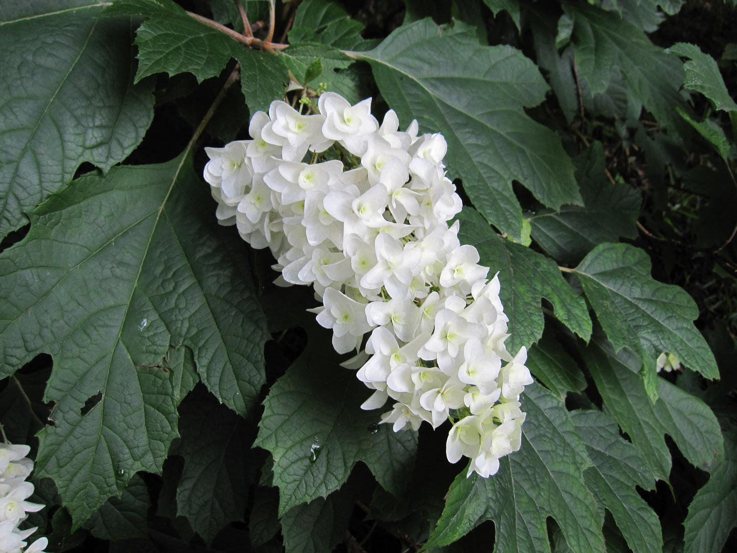 Hydrangea Quercifolia - View 15 from www redcrocus com