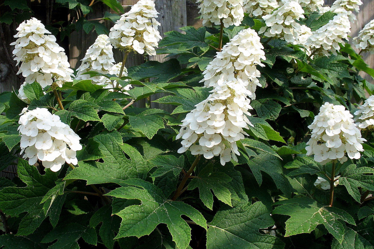 Hydrangea Quercifolia - View 16 from www redcrocus com