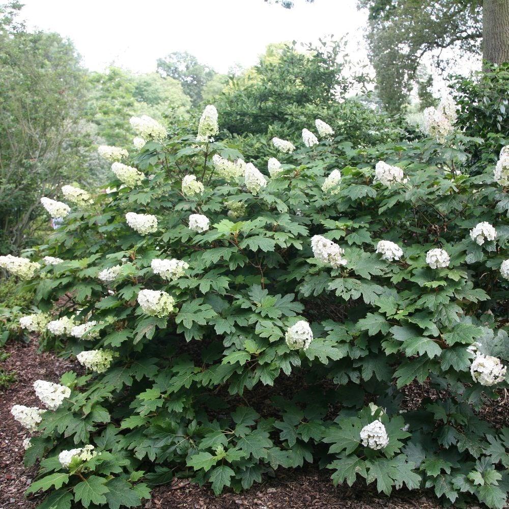 Hydrangea Quercifolia - View 17 from www redcrocus com