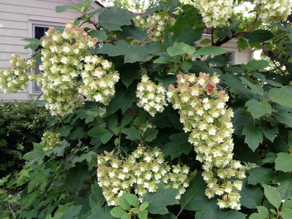Hydrangea Quercifolia - View 19 from www redcrocus com
