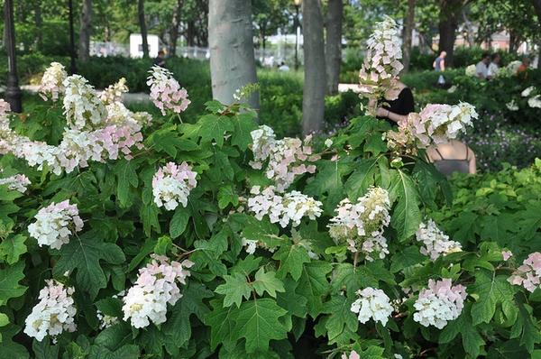 Hydrangea Quercifolia - View 20 from www redcrocus com