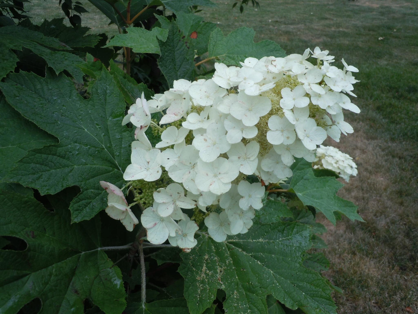 Hydrangea Quercifolia - View 2 from www redcrocus com