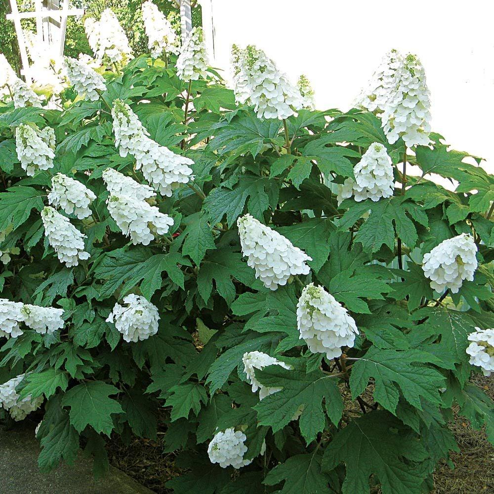 Hydrangea Quercifolia - View 3 from www redcrocus com