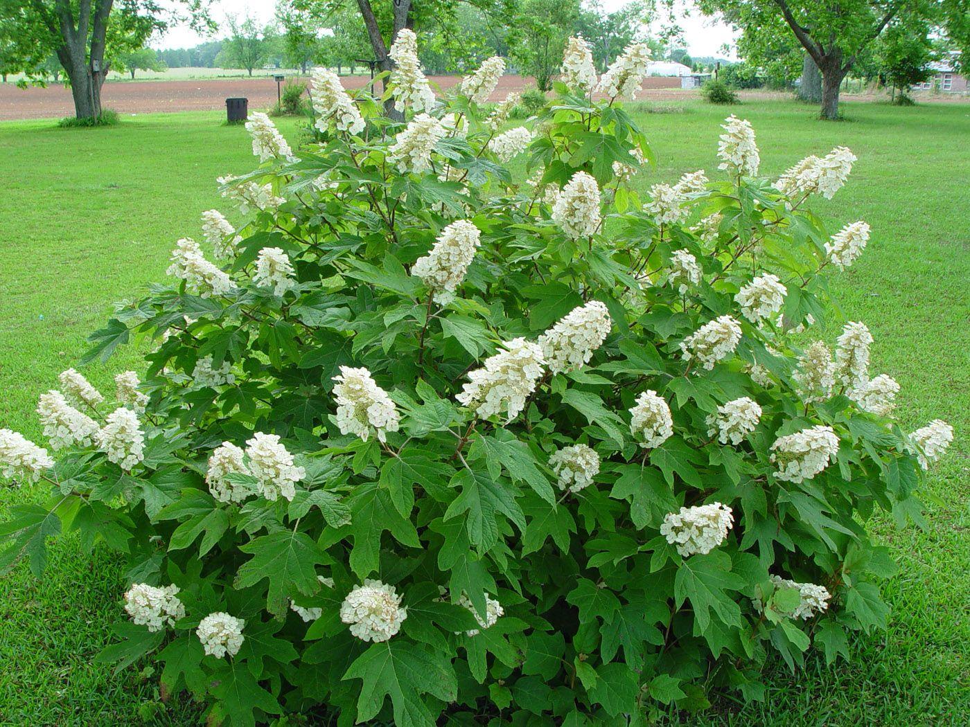 Hydrangea Quercifolia - View 4 from www redcrocus com