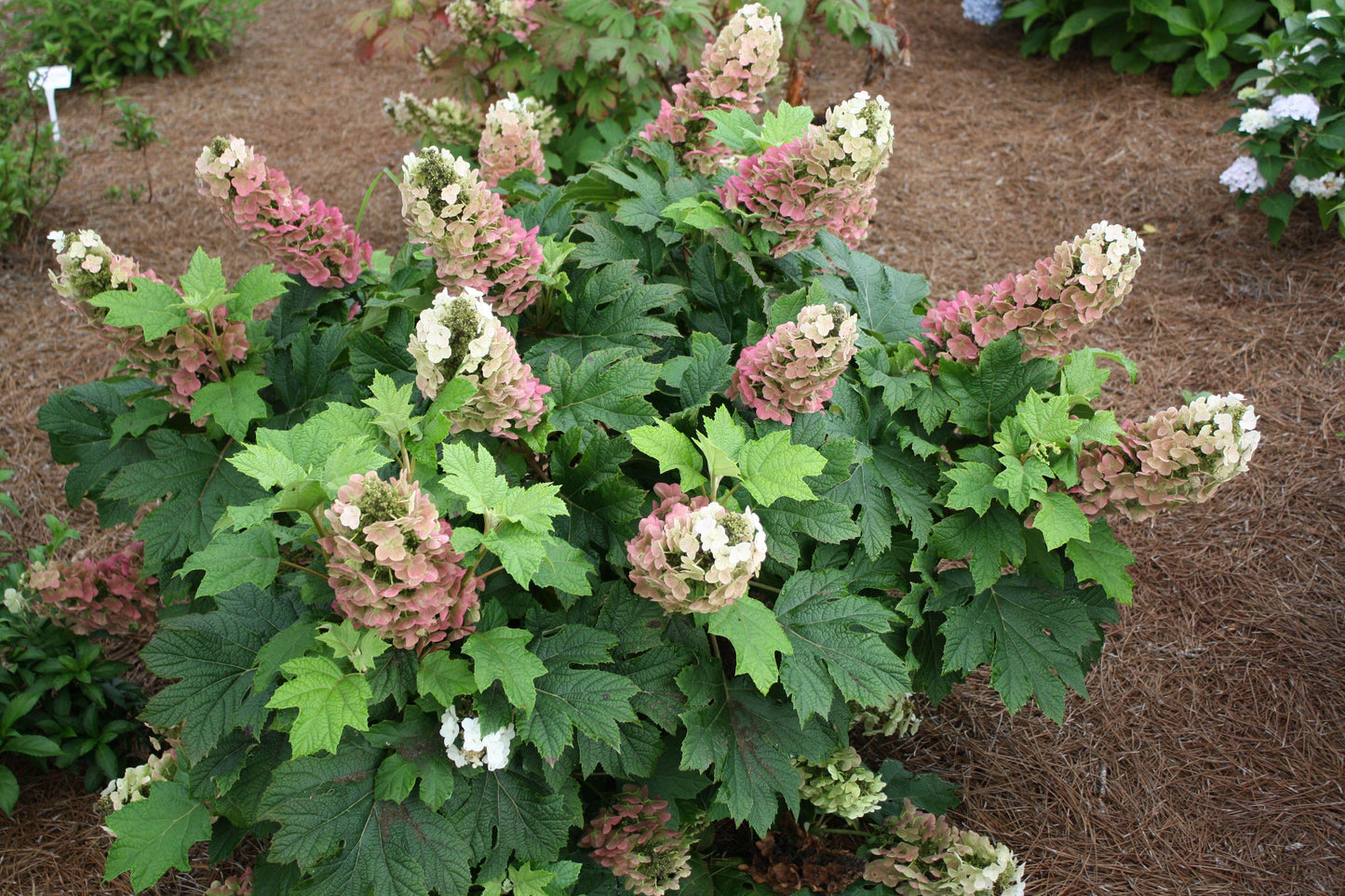 Hydrangea Quercifolia - View 5 from www redcrocus com